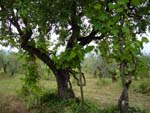 Olive trees and grapevine, Marnia