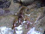 prawn of river