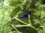 blue dragonfly
