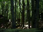 in the forest, Poggio Scali