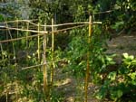 my kitchen garden