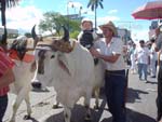 Ticos vaqueros