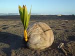 New life on the beach, Costarica