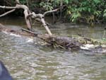 Alligator, Costarica