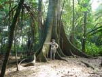 Big three, or small friend (Romeus). Costarica