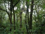 Monteverde, Foresta Nubosa, Costarica