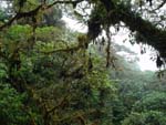 Monteverde, Foresta Nubosa, Costarica
