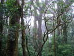 Monteverde, Foresta Nubosa, Costarica