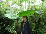 Monteverde, Foresta Nubosa, Costarica. So big!