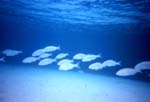 Lampedusa, deep blue, like ghosts