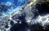Jellyfish, Stromboli (Sicily)