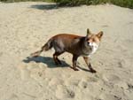red fox on the beach