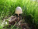 mushroom