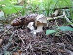 mushroom