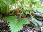 strawberries