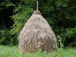 sheaf