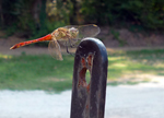 dragonfly