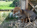 fox