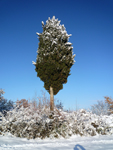 cypress Est of Firenze