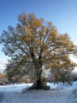 oak