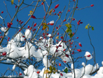 rosa canina