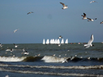 Adriatic Sea, Cervia