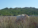 Agriates, Corse