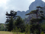 Haut-Asco, Corse