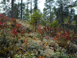 forest, Finland