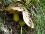 mushrooms