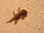 climber