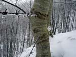 the tree eats the barbed wire 