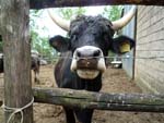 cow, Maremma