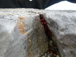 ladybugs