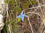 Apuane, flower