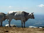 cows, Pratomagno