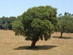 cork oak, Sart�ne