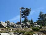 Bavella. pine