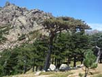 Bavella. pines
