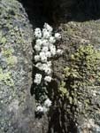 flowers, Corsica