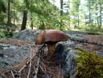 mushroom, Val d?aosta
