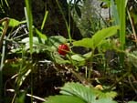 wild strawberry