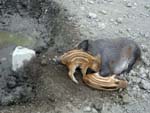wild boars