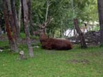 deer