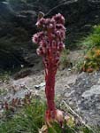 alpine flower