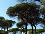 Pines in Maremma